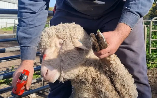 Can Sheep and Goats Feel Hoof Trimming?