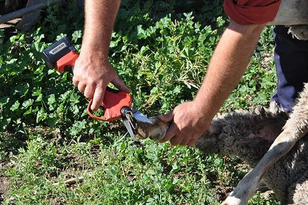 Farmer using Mobishear 37mm hoof trimming secateur with foot paring blades attached and open on sheep located in sheep yards.
