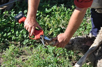 Farmer using Mobishear 37mm hoof trimming secateur with foot paring blades attached and open on sheep located in sheep yards.