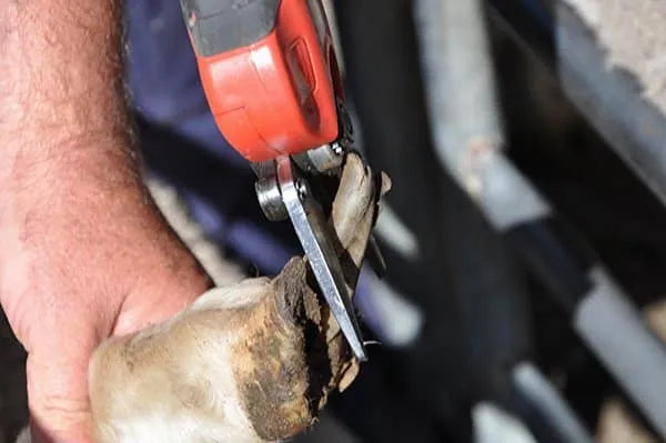 Top view close up of Mobishear hoof trimming secateur with foot paring blades attached trimming overgrown, long, gnarled sheep hoof to prevent foot rot.