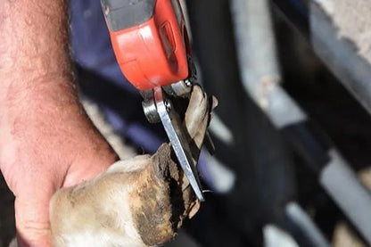 Top view close up of Mobishear hoof trimming secateur with foot paring blades attached trimming overgrown, long, gnarled sheep hoof to prevent foot rot.