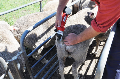 Farmer using red Mobishear Cordless Sheep Shearing Handpiece on sheep in handling race