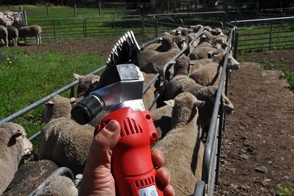 Hand holding red Mobishear Cordless Sheep Shearing Handpiece in foreground with sheep in race in background